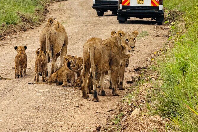 Nairobi National Park Sheldrick & Giraffe Centre Day Trip - Key Points