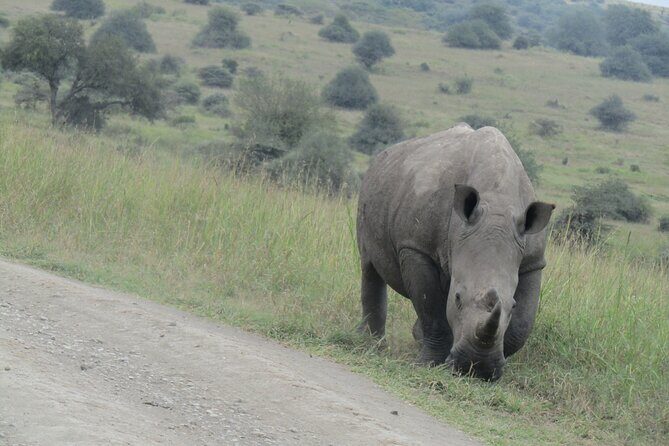 Nairobi National Park Sheldrick & Giraffe Centre Day Trip - Exploring Nairobi National Park  