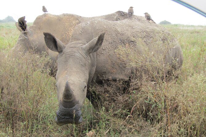 Nairobi National Park Sheldrick & Giraffe Centre Day Trip - Practical Tips for Travelers  