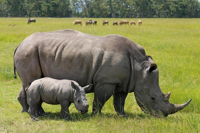 Nairobi National park sun rise game drive with pickup & drop-off - Key Points