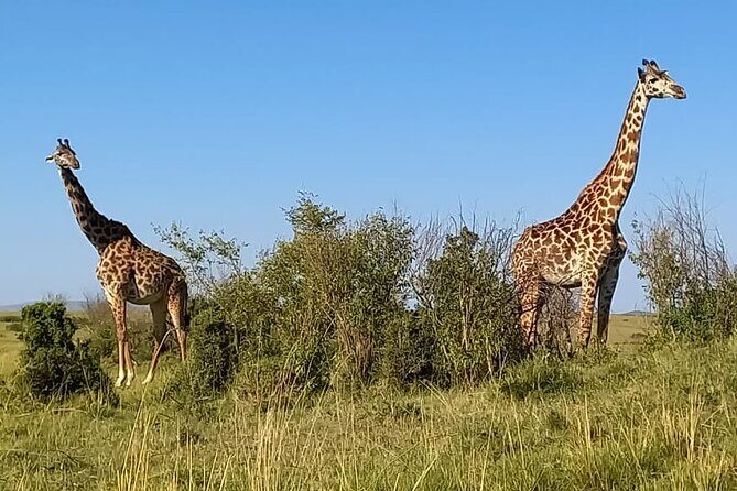 Nairobi National park sun rise game drive with pickup & drop-off - Why a Sunrise Game Drive at Nairobi National Park Stands Out