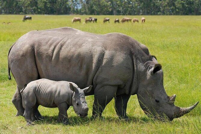 Nairobi National park sun rise game drive with pickup & drop-off - Authentic Insights from Reviewers