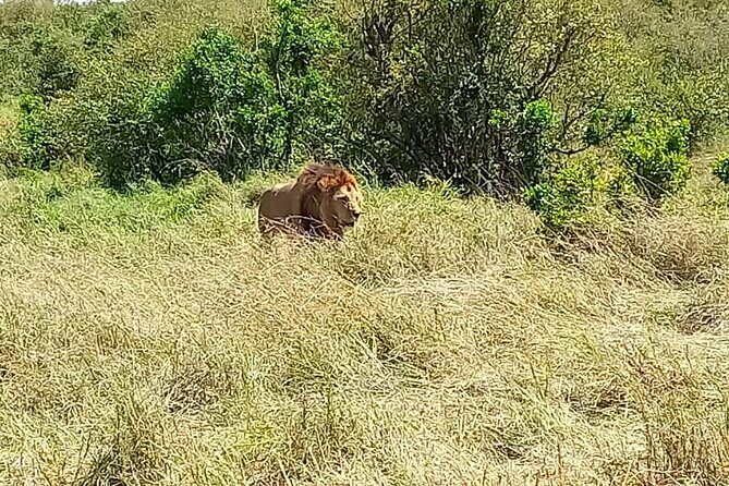 Nairobi National park sun rise game drive with pickup & drop-off - Who Would Benefit Most from This Tour?