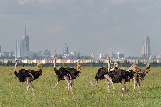 Nairobi National park sun rise game drive with pickup & drop-off - FAQ