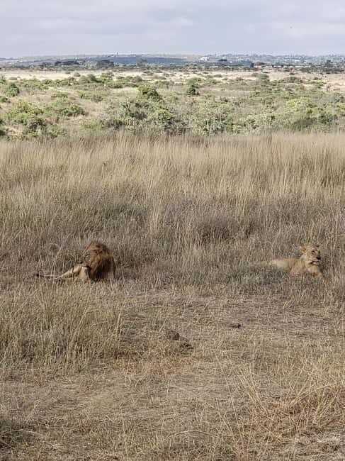 Nairobi National Park Sunrise or Sunset Game Drive Options - Who Should Consider This Tour?
