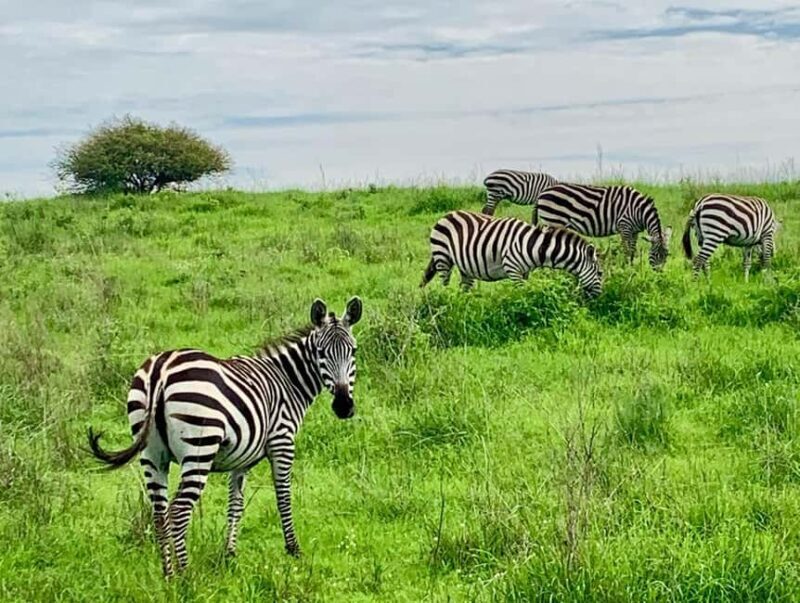 Nairobi National Park Sunrise or Sunset Game Drive Options - Frequently Asked Questions (FAQs)