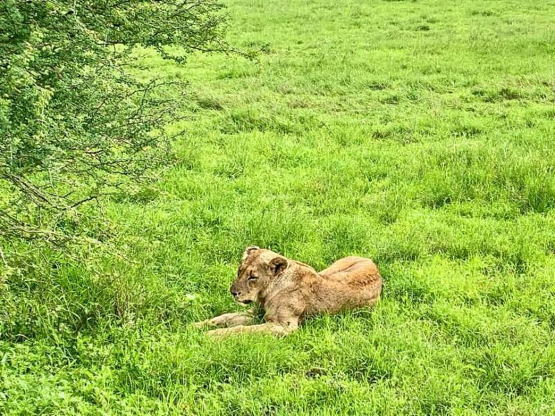 Nairobi National Park Sunrise or Sunset Game Drive Options - Final Thoughts