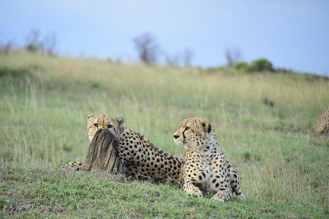 Nairobi National Park Tour - The Itinerary in Detail