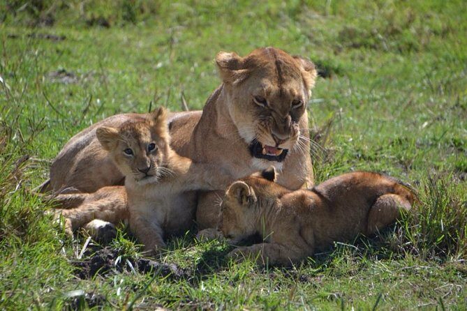 Nairobi National Park Tour - Who Will Love This Tour?