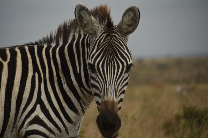 Nairobi National Park Tour - FAQ