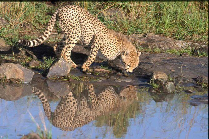 Nairobi National Park Tour - Discovering Nairobi National Park