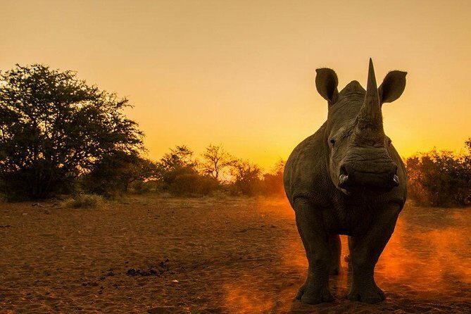 Nairobi National Park Tour - Who Should Consider This Tour?