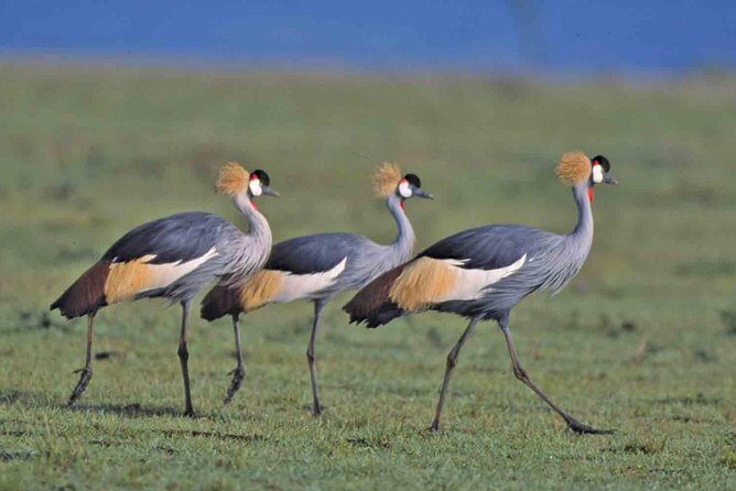 Nairobi National Park Tour - FAQs