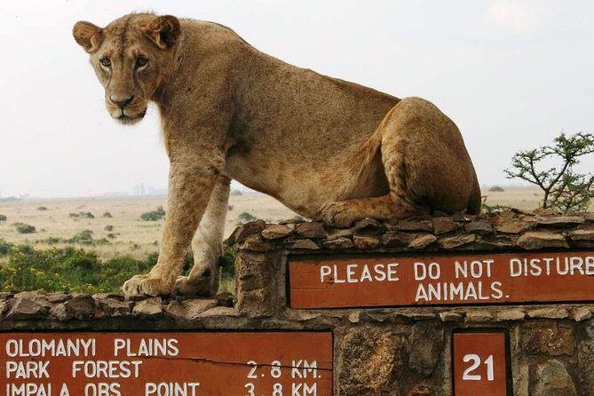 Nairobi National Park Tour - The Experience of Guides and Service Quality