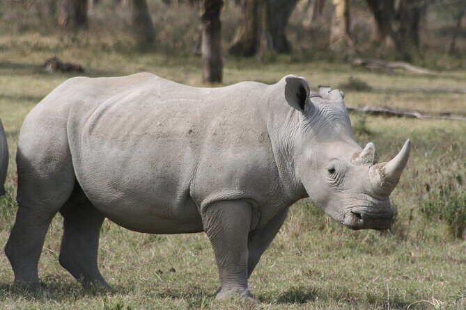Nairobi National Park Tour - The Sum Up