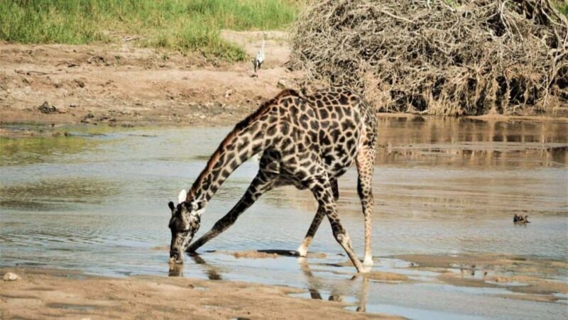 Nairobi National Park Tour Half Day - The Sum Up