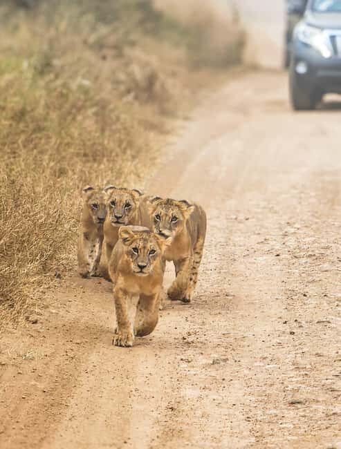 Nairobi National Park: Tour "World's Only Wildlife Capital" - Wildlife Encounters and Key Sightings