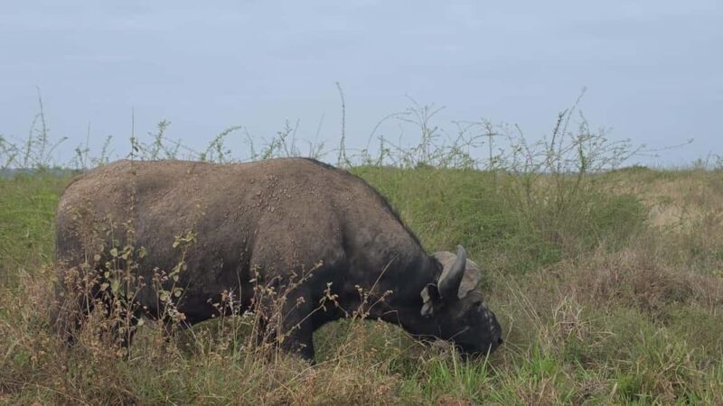 Nairobi National Park: Tour "World's Only Wildlife Capital" - The Role of Conservation and Educational Stops