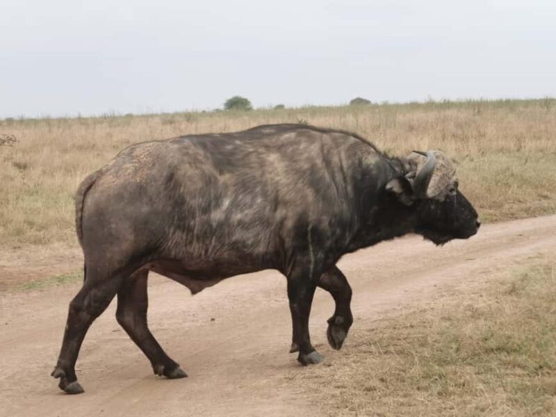 Nairobi National Park: Tour "World's Only Wildlife Capital" - Practical Details & Tips