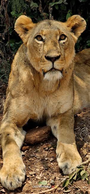 Nairobi National Park: Tour "World's Only Wildlife Capital" - Final Thoughts: Is This Tour Worth It?