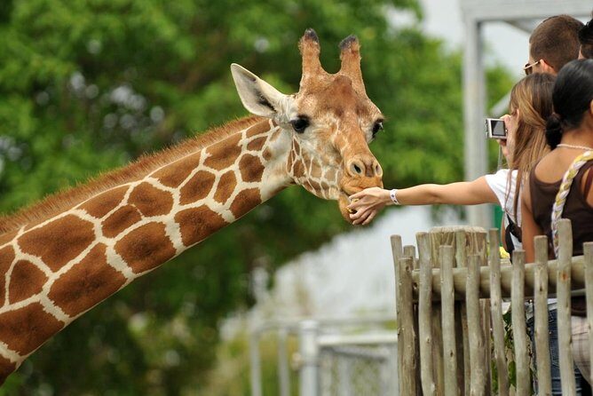 Nairobi National Park,Giraffe Centre, Karen Blixen Museum. - Exploring Nairobi National Park