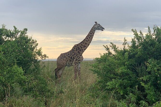 Nairobi National Park,Giraffe Centre, Karen Blixen Museum. - Karen Blixen Museum: A Cultural Peek