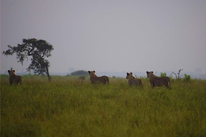 Nairobi National Park,Giraffe Centre, Karen Blixen Museum. - Logistics & Practical Details