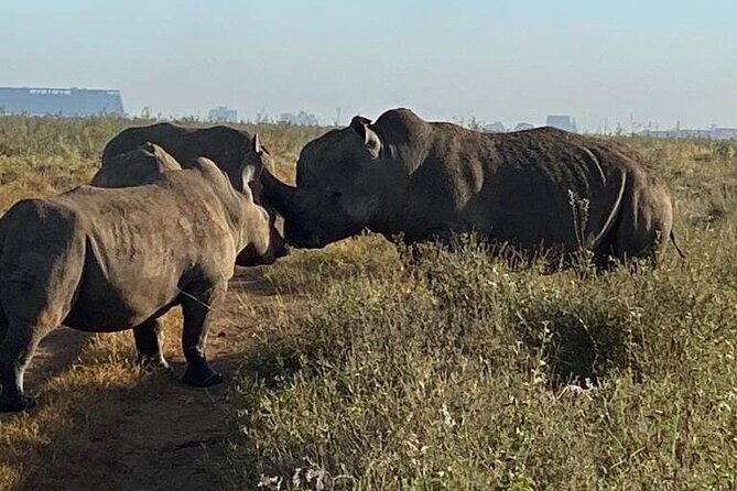 Nairobi National Park,Giraffe Centre, Karen Blixen Museum. - Who Should Consider This Tour?