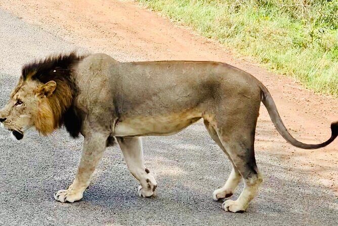 Nairobi National Park,Giraffe Centre, Karen Blixen Museum. - Final Thoughts