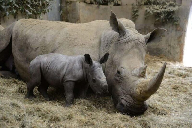 Nairobi: Ol Pejeta Day Tour from Nairobi - Key Points