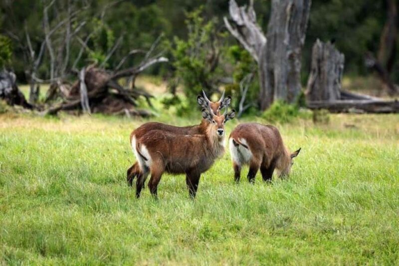 Nairobi: Ol Pejeta Day Tour from Nairobi - The Sum Up