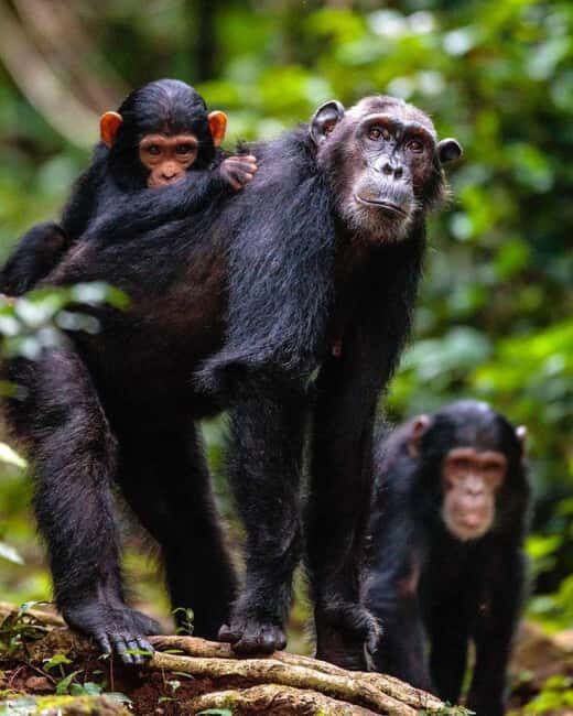 Nairobi: Ol Pejeta Day Tour from Nairobi - FAQs