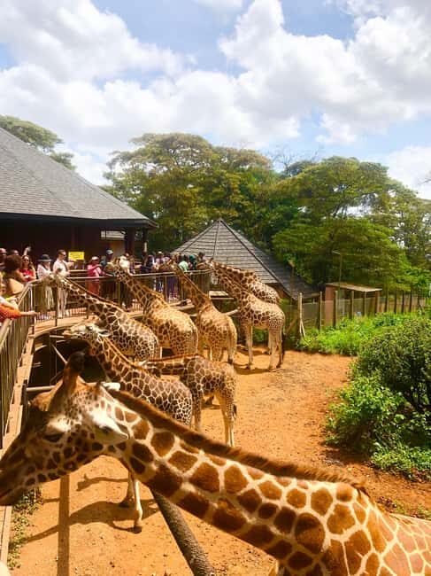 Nairobi Park, Elephant Sanctuary, & Giraffe Center Tour - Authentic Experiences from Reviewer Insights