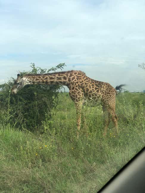 Nairobi Park, Elephant Sanctuary, & Giraffe Center Tour - The Sum Up