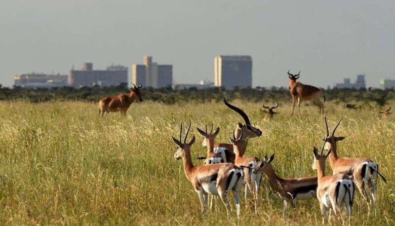 Nairobi Park, Optional Giraffe Centre & Sheldrick Orphanage - Key Points