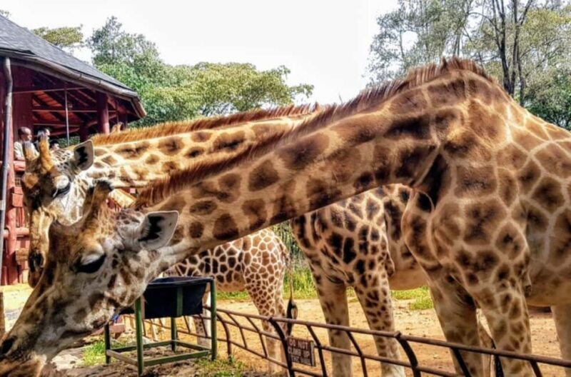 Nairobi Park, Optional Giraffe Centre & Sheldrick Orphanage - Giraffe Center: Feeding the Gentle Giants