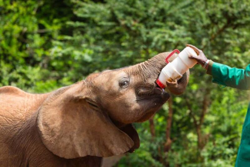 Nairobi Park, Optional Giraffe Centre & Sheldrick Orphanage - Who is This Tour Best For?