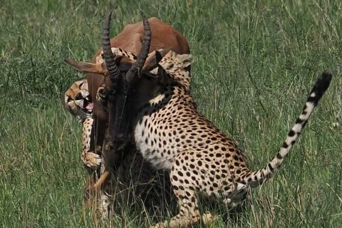 Nairobi Park Wildlife Safari - FAQs