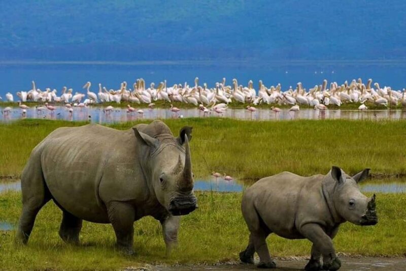 Nairobi: Private Lake Nakuru National Park Day Trip - What’s Included and What to Budget For