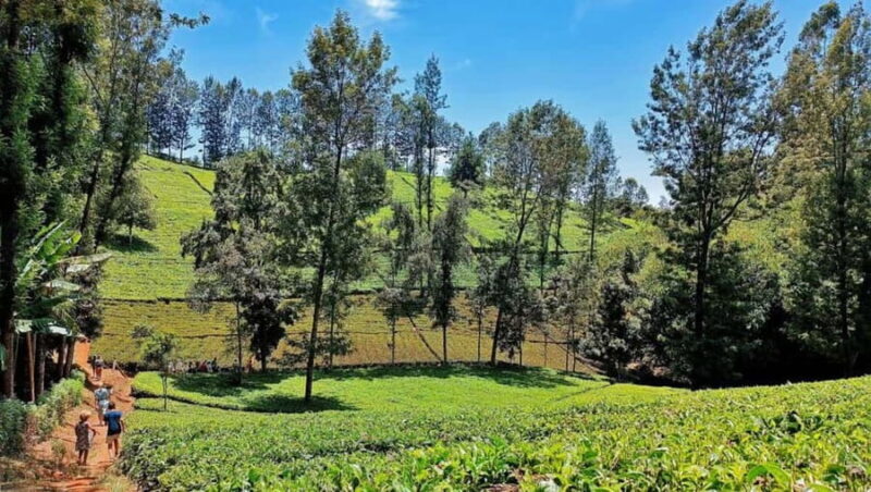 Nairobi: Purple Tea Farm Gatura Greens Day Trip - Key Points