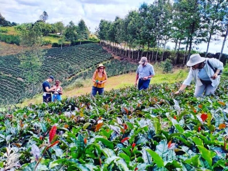 Nairobi: Purple Tea Farm Gatura Greens Day Trip - Pricing and Value Analysis