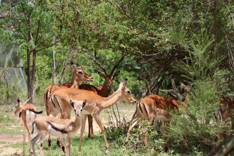 Nairobi: Quad Bike Wildlife Safari with Transfers & meal - Key Points