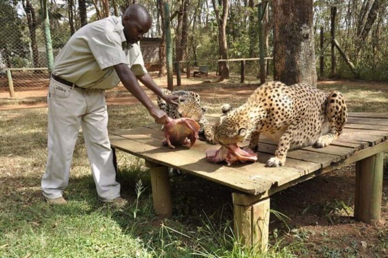 Nairobi: Safari Walk and Giraffe Center Day Tour - Who is This Tour Best For?