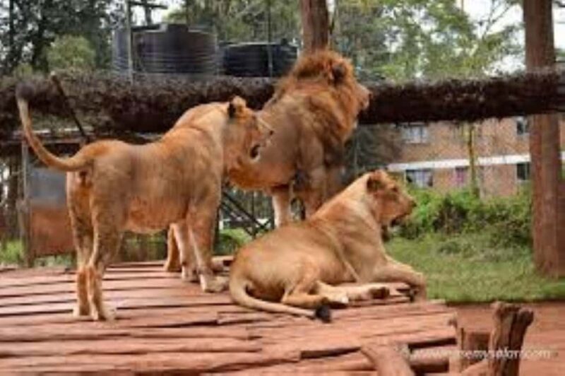 Nairobi: Safari Walk and Giraffe Center Day Tour - FAQ