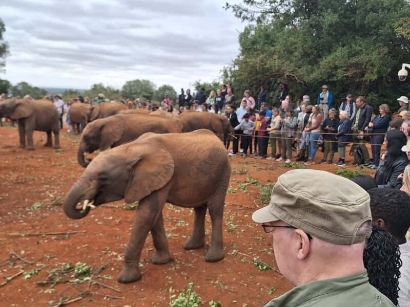 Nairobi Safari:National Park, Elephants &Giraffes GuidedTour - A Detailed Look at the Nairobi Safari Experience