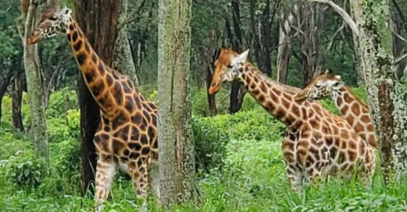 Nairobi Safari:National Park, Elephants &Giraffes GuidedTour - Final Thoughts
