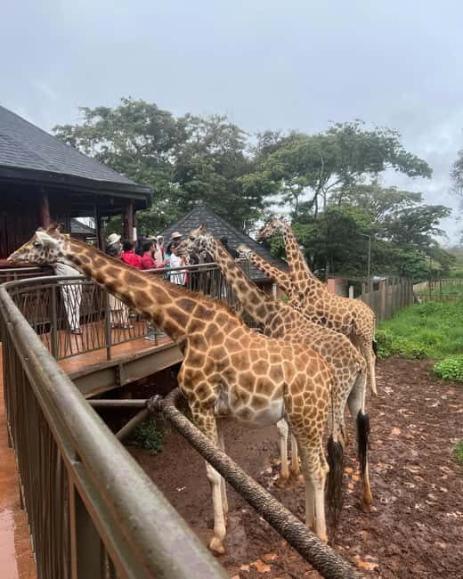 Nairobi Safari:National Park, Elephants &Giraffes GuidedTour - FAQs