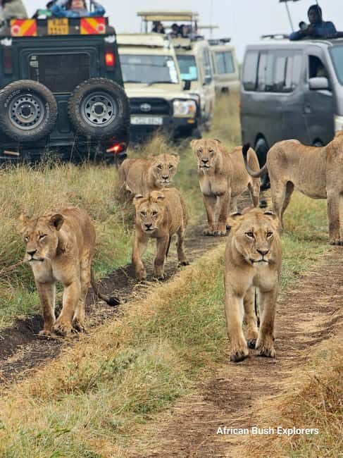 Nairobi: Sheldrick Elephant Orphanage and 3 Hours Game Drive - An In-Depth Look at the Tour