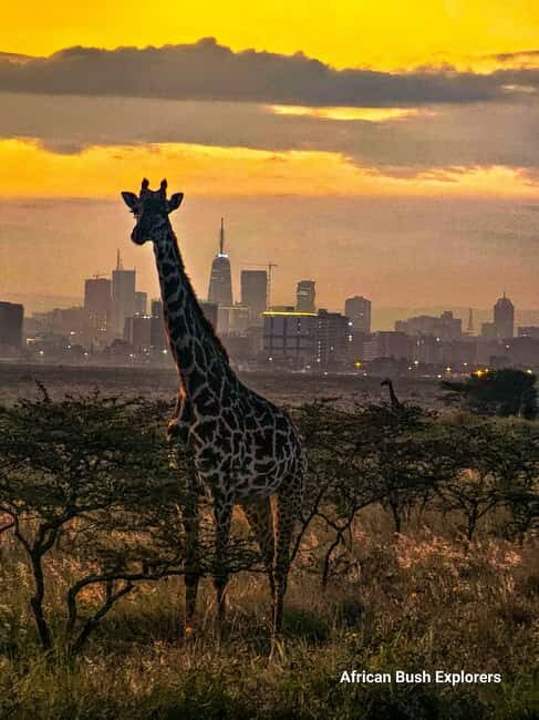 Nairobi: Sheldrick Elephant Orphanage and 3 Hours Game Drive - Final Thoughts