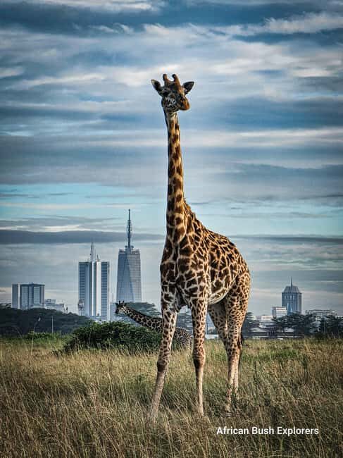 Nairobi: Sheldrick Elephant Orphanage and 3 Hours Game Drive - FAQs